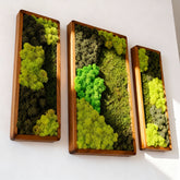 3’lü Stabilize Moss Art Seti – Moss & Liken ile El Yapımı Duvar Dekoru