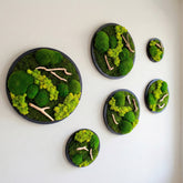 Drifwood Yuvarlak Moss Art – Ball Moss & Reindeer Moss ile El Yapımı Duvar Tasarımı