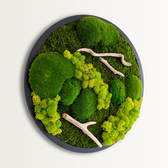 Drifwood Yuvarlak Moss Art – Ball Moss & Reindeer Moss ile El Yapımı Duvar Tasarımı