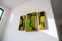 3’lü Stabilize Moss Art Seti – Moss & Liken ile El Yapımı Duvar Dekoru