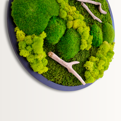 Drifwood Yuvarlak Moss Art – Ball Moss & Reindeer Moss ile El Yapımı Duvar Tasarımı