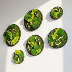 Drifwood Yuvarlak Moss Art – Ball Moss & Reindeer Moss ile El Yapımı Duvar Tasarımı