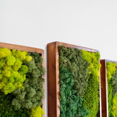 3’lü Stabilize Moss Art Seti – Moss & Liken ile El Yapımı Duvar Dekoru