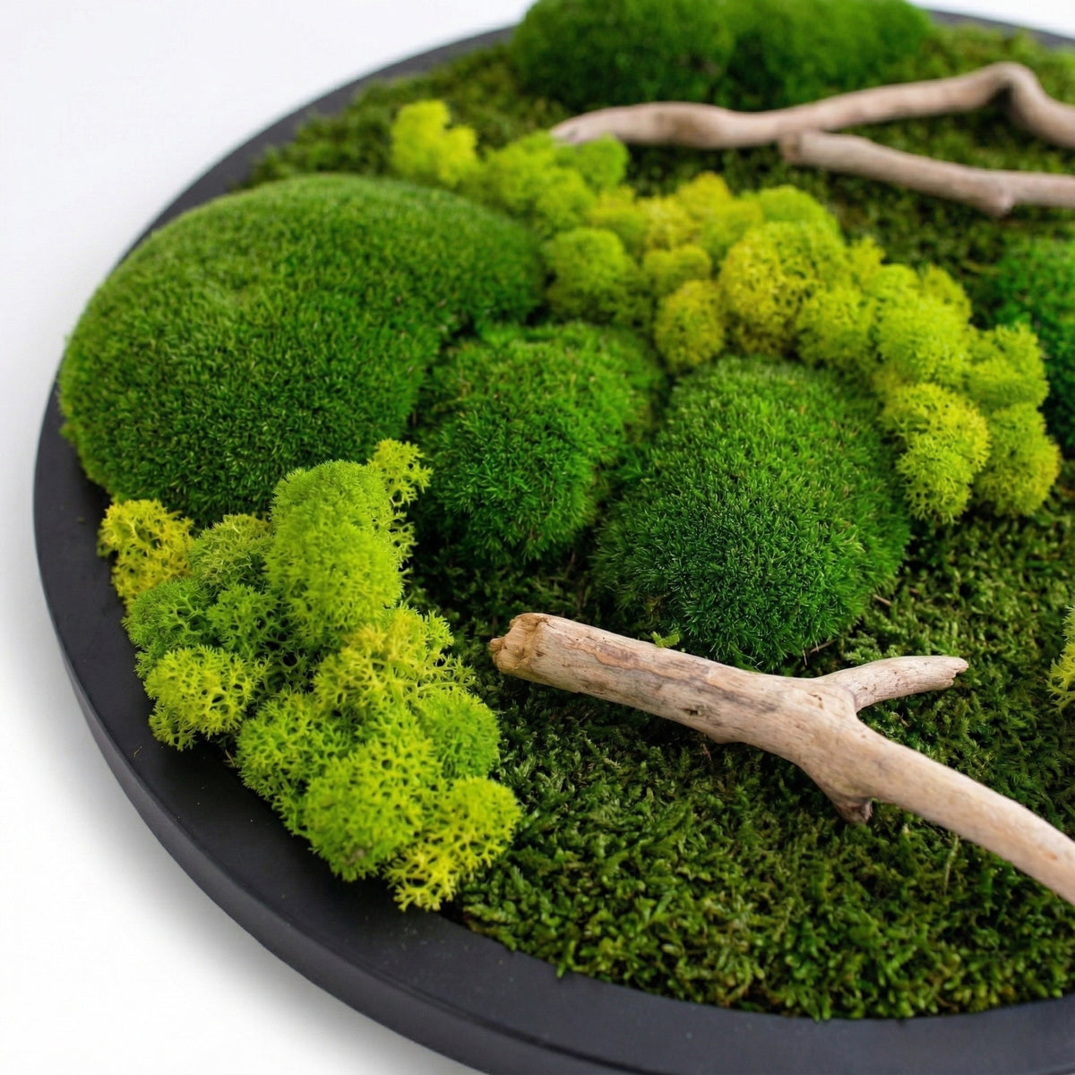 Driftwood Daire — Yuvarlak yosun ve ahşap tablo