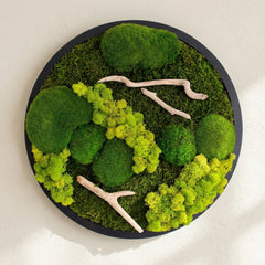 Drifwood Yuvarlak Moss Art – Ball Moss & Reindeer Moss ile El Yapımı Duvar Tasarımı