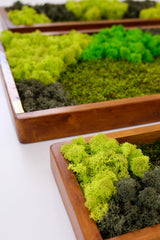 3’lü Stabilize Moss Art Seti – Moss & Liken ile El Yapımı Duvar Dekoru