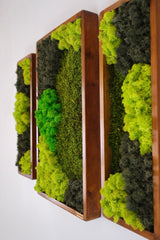 3’lü Stabilize Moss Art Seti – Moss & Liken ile El Yapımı Duvar Dekoru