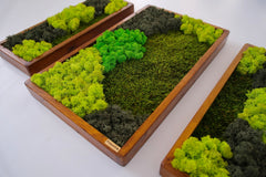 3’lü Stabilize Moss Art Seti – Moss & Liken ile El Yapımı Duvar Dekoru