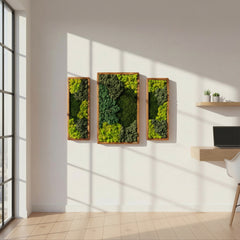 3’lü Stabilize Moss Art Seti – Moss & Liken ile El Yapımı Duvar Dekoru