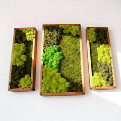 3’lü Stabilize Moss Art Seti – Moss & Liken ile El Yapımı Duvar Dekoru