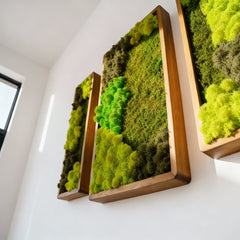 3’lü Stabilize Moss Art Seti – Moss & Liken ile El Yapımı Duvar Dekoru