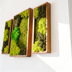 3’lü Stabilize Moss Art Seti – Moss & Liken ile El Yapımı Duvar Dekoru