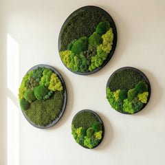 Yuvarlak Moss Art – Ball Moss, Flat Moss & Reindeer Moss ile El Yapımı Duvar Dekoru