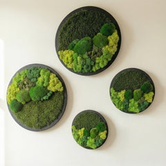 Yuvarlak Moss Art – Ball Moss, Flat Moss & Reindeer Moss ile El Yapımı Duvar Dekoru