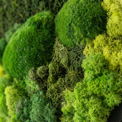 Yuvarlak Moss Art – Ball Moss, Flat Moss & Reindeer Moss ile El Yapımı Duvar Dekoru