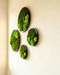 Yuvarlak Moss Art – Ball Moss, Flat Moss & Reindeer Moss ile El Yapımı Duvar Dekoru