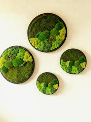 Yuvarlak Moss Art – Ball Moss, Flat Moss & Reindeer Moss ile El Yapımı Duvar Dekoru