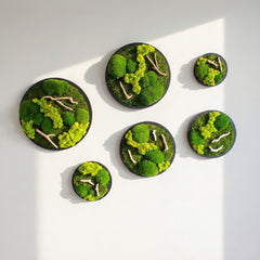 Drifwood Yuvarlak Moss Art – Ball Moss & Reindeer Moss ile El Yapımı Duvar Tasarımı