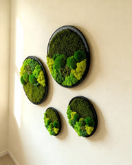 Yuvarlak Moss Art – Ball Moss, Flat Moss & Reindeer Moss ile El Yapımı Duvar Dekoru